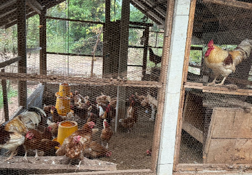 Photo 298: The SAPP NSC members visited poultry farmers in Wahamalgollawa, Rambewa, Anuradhapura on 12 Sep 2025